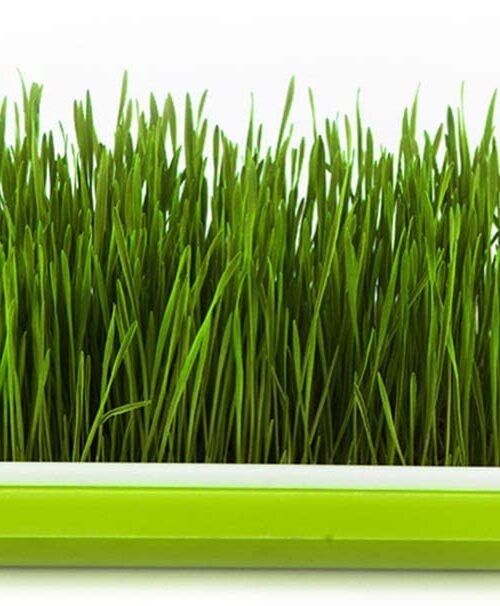 Sprouting Tray for Making Wheat and Barley Grass