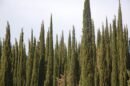 Organic Cypress Essential Oil – 10 ml – France