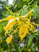 Organic Ylang Ylang Essential Oil