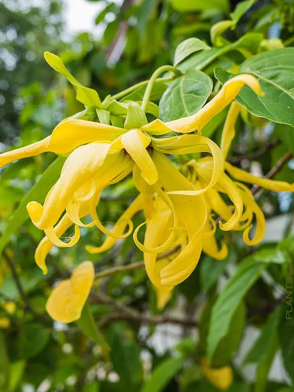 Organic Ylang Ylang Essential Oil - Image 2