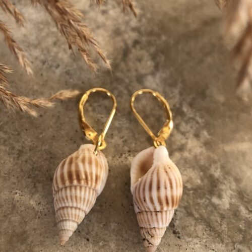 The small seashell earrings