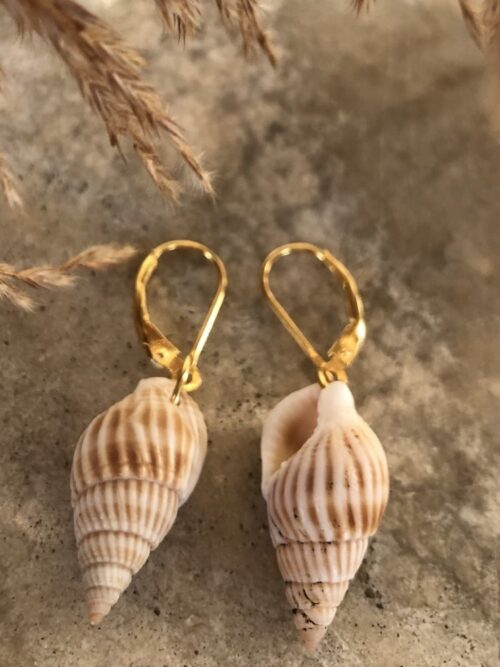The small seashell earrings