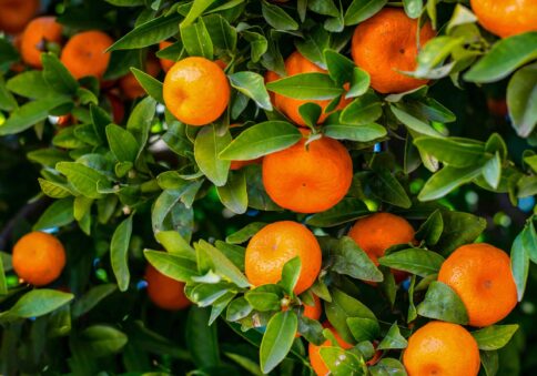 Pure Mandarin Essential Oil – 10 ml – Italy