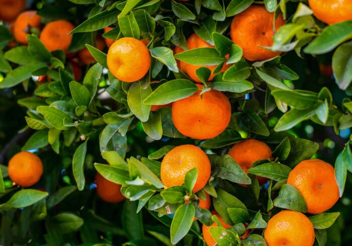 Pure Mandarin Essential Oil – 10 ml – Italy - Image 2