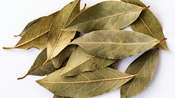 Organic mountain bay leaf - Italy - 25 g