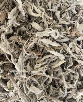 Palestinian sage