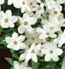 Pure Jasmine Grandiflora Essential Oil – 10 ml – India