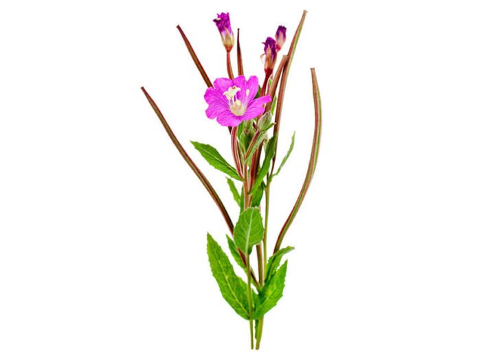 Pure Palmarosa Essential Oil – 10 ml – India - Image 2