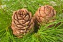 Organic Cedarwood Essential Oil – 10 ml – India