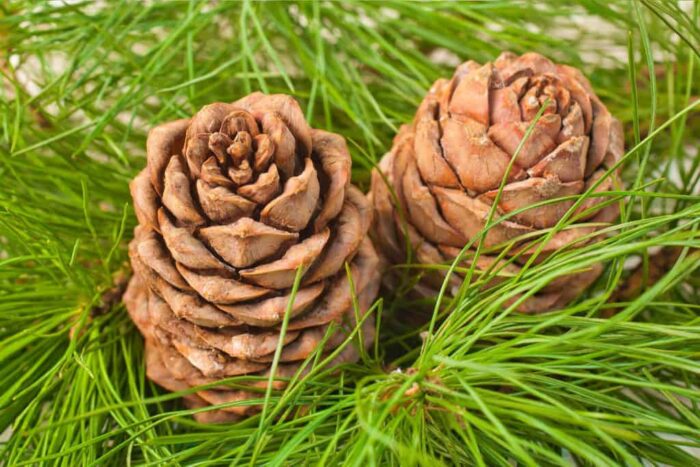 Organic Cedarwood Essential Oil – 10 ml – India - Image 3