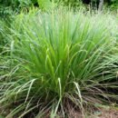 Organic Lemongrass Essential Oil – 10 ml – India